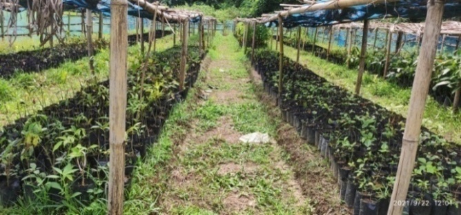 F:\Inspection and Monitoring and KM documentation at Upper Bamonpara Village on 22nd Sep 2021\Nursery at Sona Chisam at Upper Bamonpara Dalu Block as on 22nd Sep 2021 (2).jpg